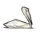 pelican at rest
