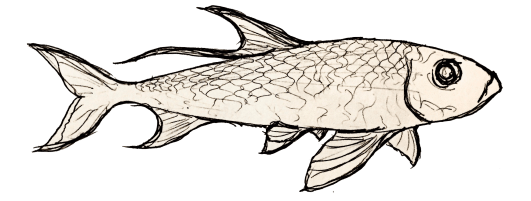 A Fish Whose Name I Forget